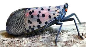 Spotted Lanternfly - Southern Invasion Of A Chinese Huge - Killer Of Beer and Wine Crops