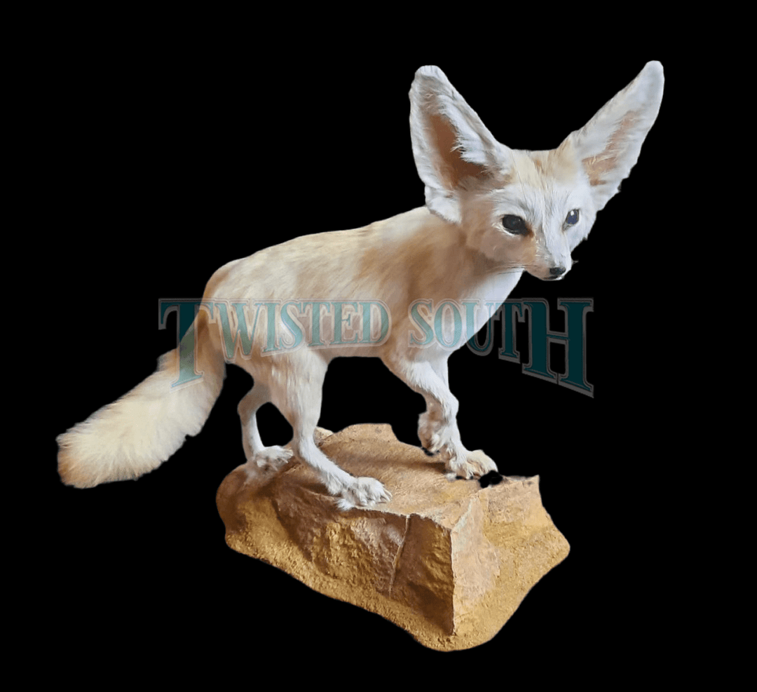 Fennec (desert or bat-eared fox) taxidermy, rare white, natural death certification, zoological