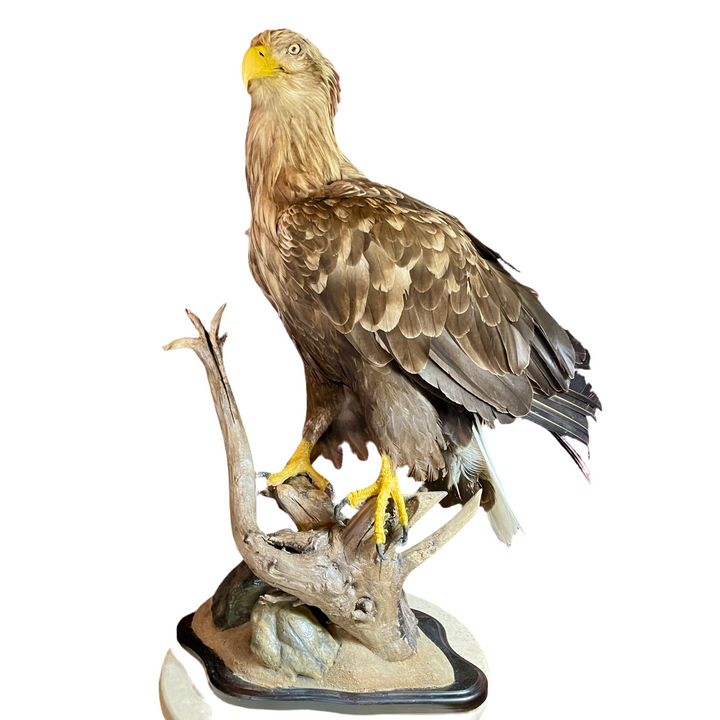 Sea Eagle Taxidermy on wood and stone museum mount.