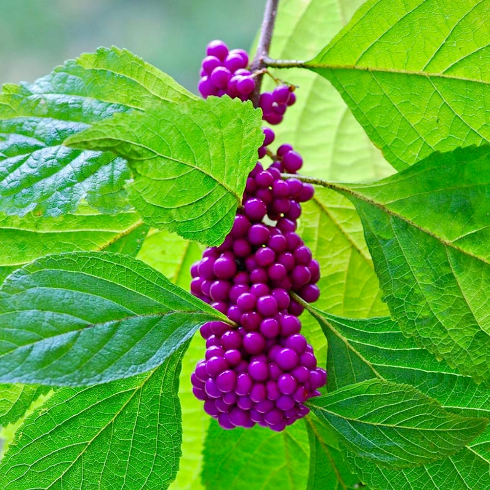 callicarpa amercana #calicarpaamericana