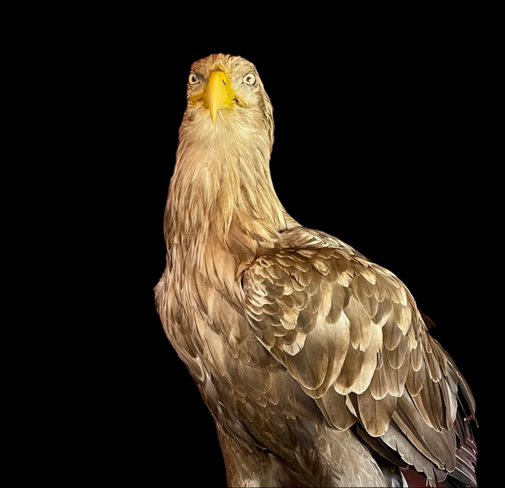 Sea Eagle Taxidermy on wood and stone museum mount. Haliaeetus Albicilla Natural Death