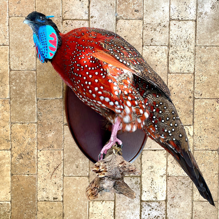 Satyr Bird, Male in Mating Stance, Taxidermy, Himalayas&nbsp;