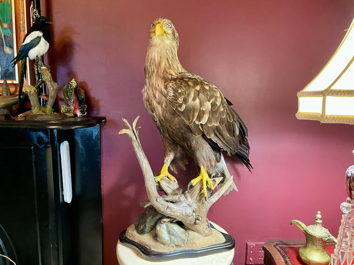 Sea Eagle Taxidermy on wood and stone museum mount. Haliaeetus Albicilla Natural Death