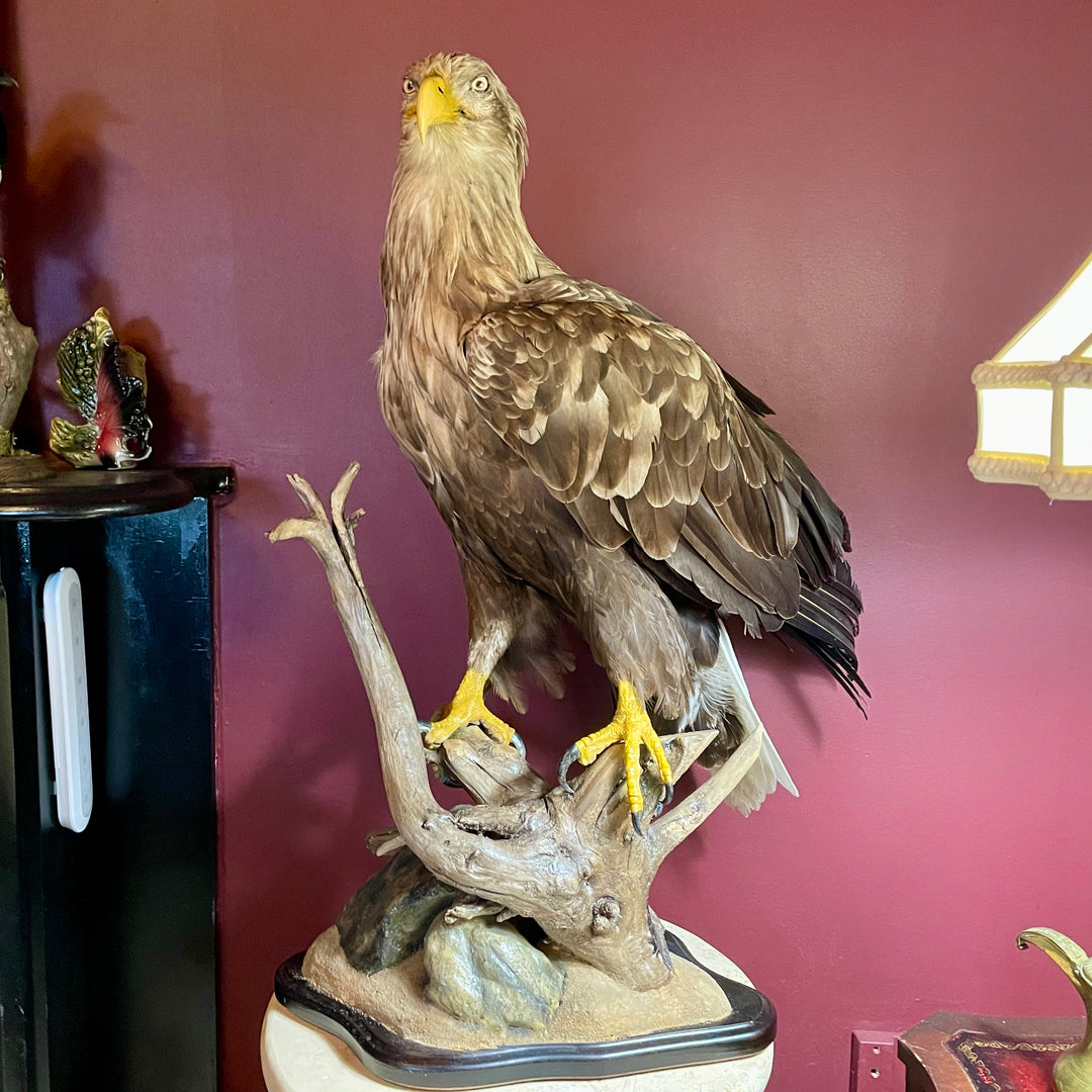 Sea Eagle Taxidermy on wood and stone museum mount. Haliaeetus Albicilla Natural Death