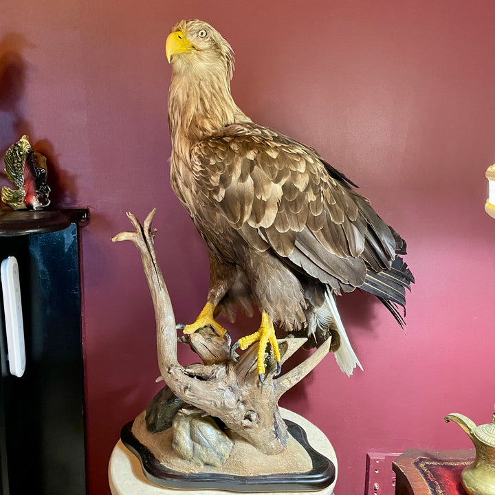 Sea Eagle Taxidermy on wood and stone museum mount. Haliaeetus Albicilla Natural Death