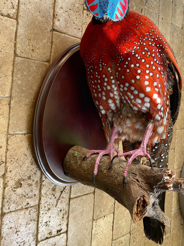 The satyr tragopan also known as the crimson horned pheasant, is a pheasant found in the Himalayan reaches of India, Tibet, Nepal and Bhutan. 