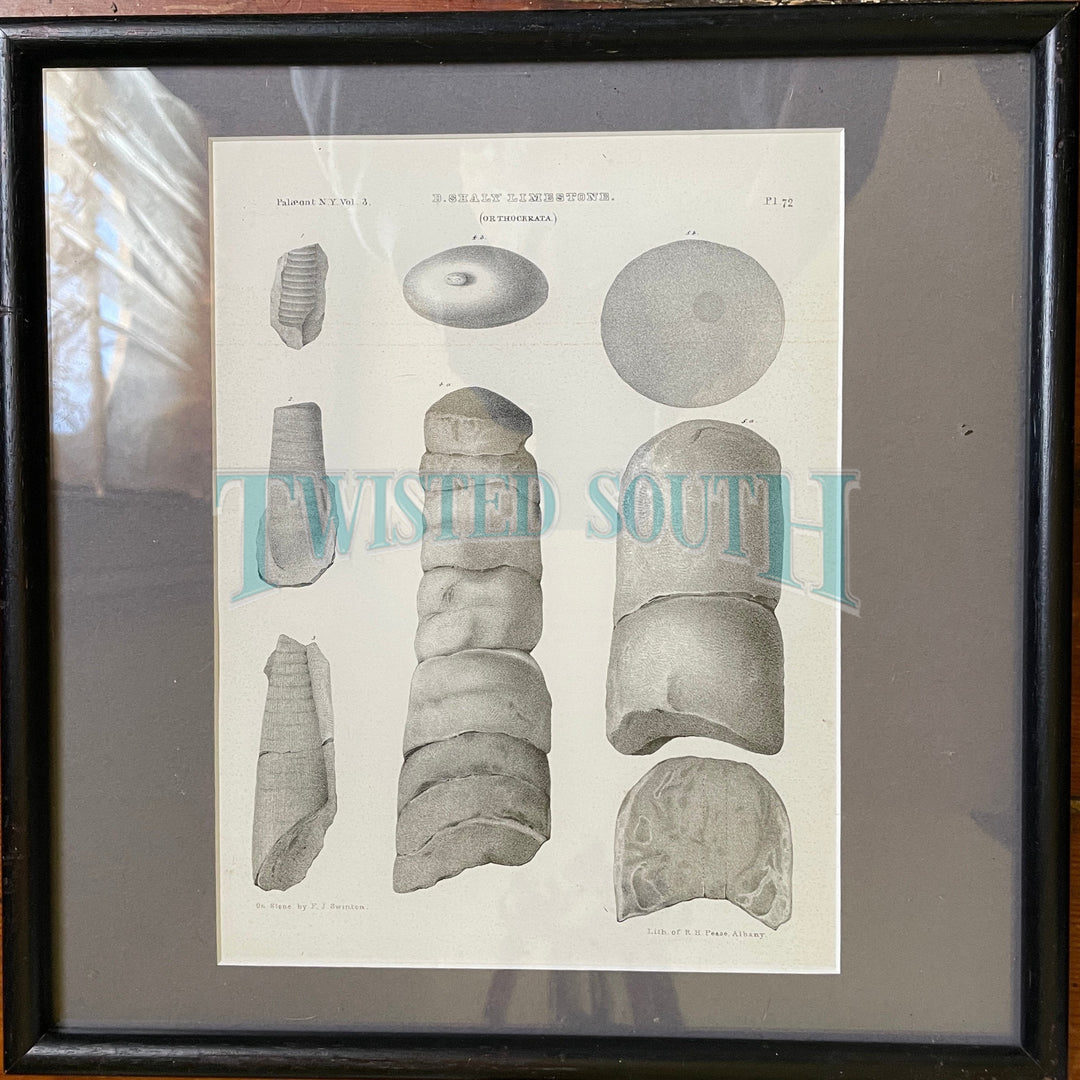 Framed Antique Plates from antique zoological / horticultural book of fossils, Lithograph