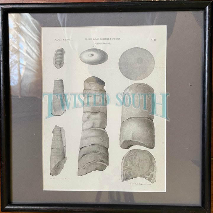 Framed Antique Plates from antique zoological / horticultural book of fossils, Lithograph