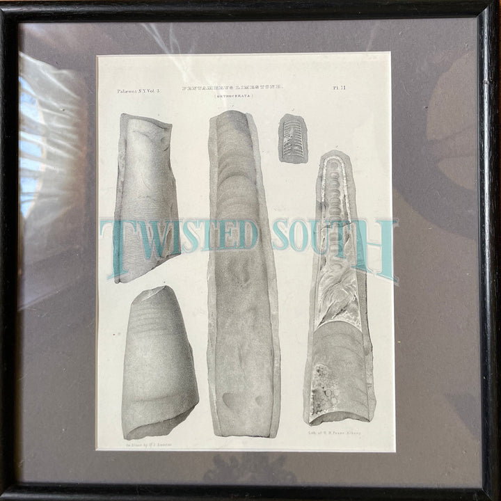 Framed Antique Plates from antique zoological / horticultural book of fossils, Lithograph