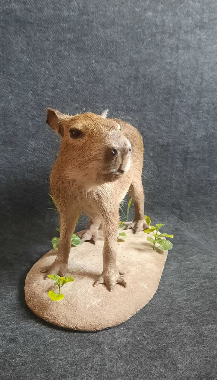 Taxidermy - Capybara - Hydrochoerus Hydrochaerus - Natural Certified Death