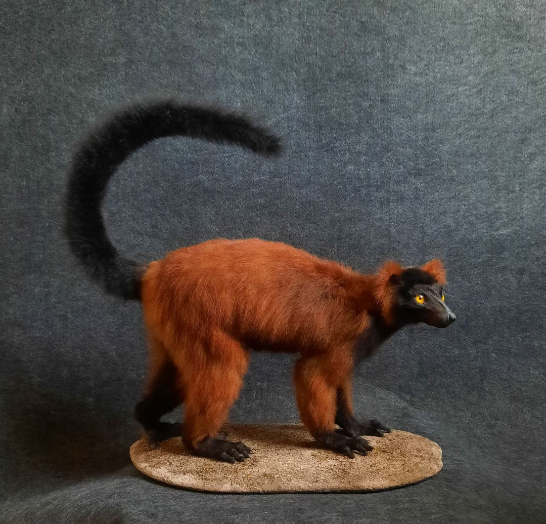 Taxidermy - Red Ruffed Lemur - Varecia Rubra - Zoological Certification - Natural Death