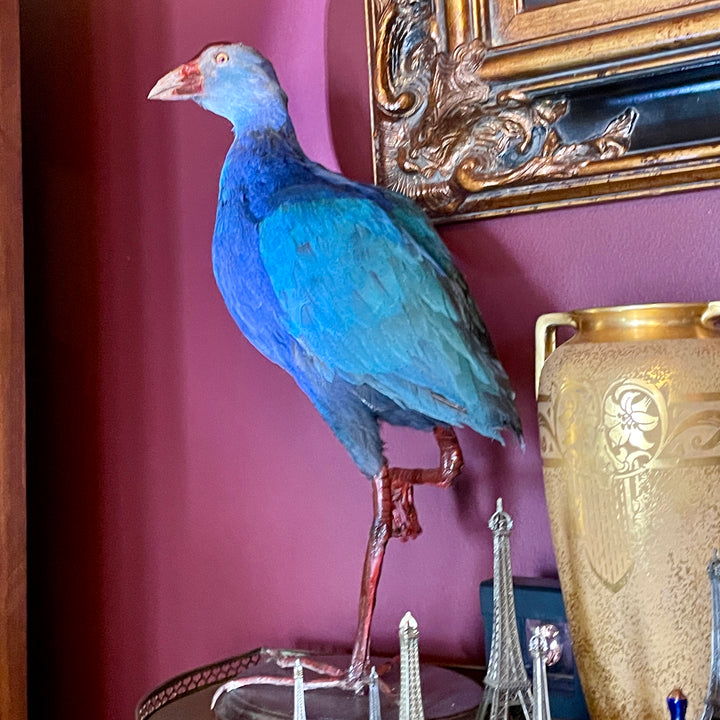 Gray Headed Swamphen - Taxidermy - Zoological Certified- Natural Death in Captivity