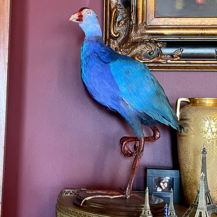 Gray Headed Swamphen - Taxidermy - Zoological Certified- Natural Death in Captivity