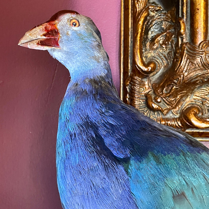 Gray Headed Swamphen - Taxidermy - Zoological Certified- Natural Death in Captivity