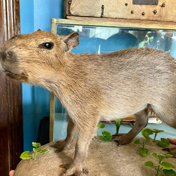 Taxidermy - Capybara - Hydrochoerus Hydrochaerus - Natural Certified Death