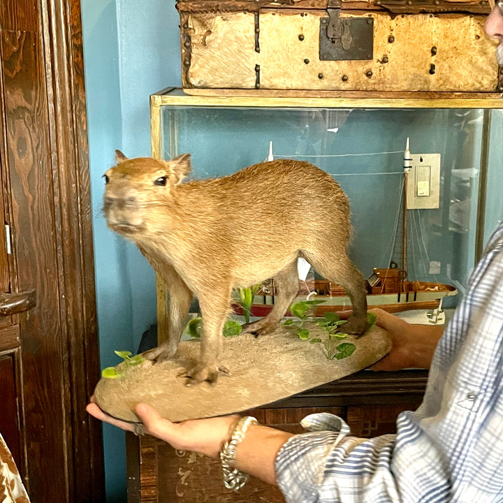 Taxidermy - Capybara - Hydrochoerus Hydrochaerus - Natural Certified Death