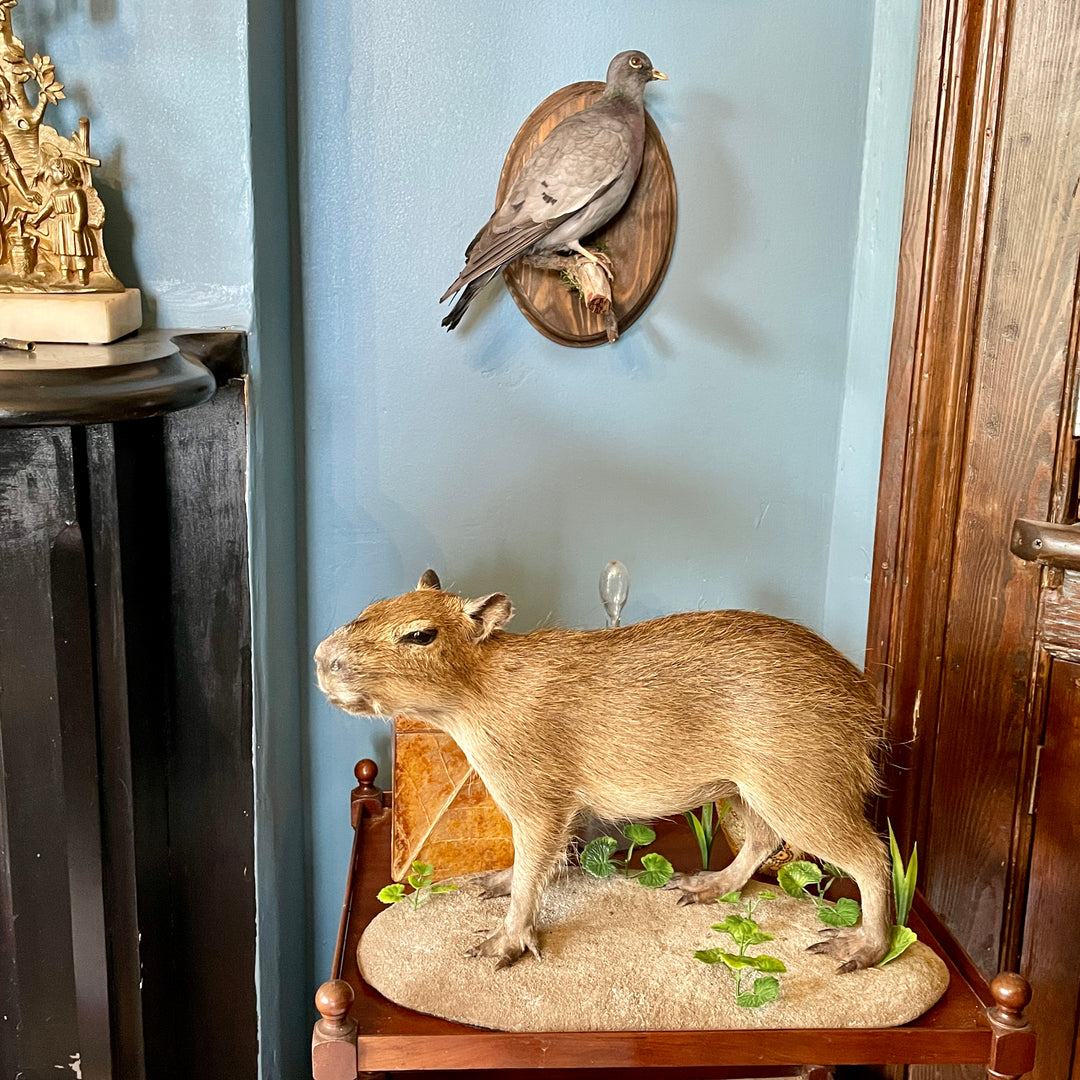 Taxidermy - Capybara - Hydrochoerus Hydrochaerus - Natural Certified Death