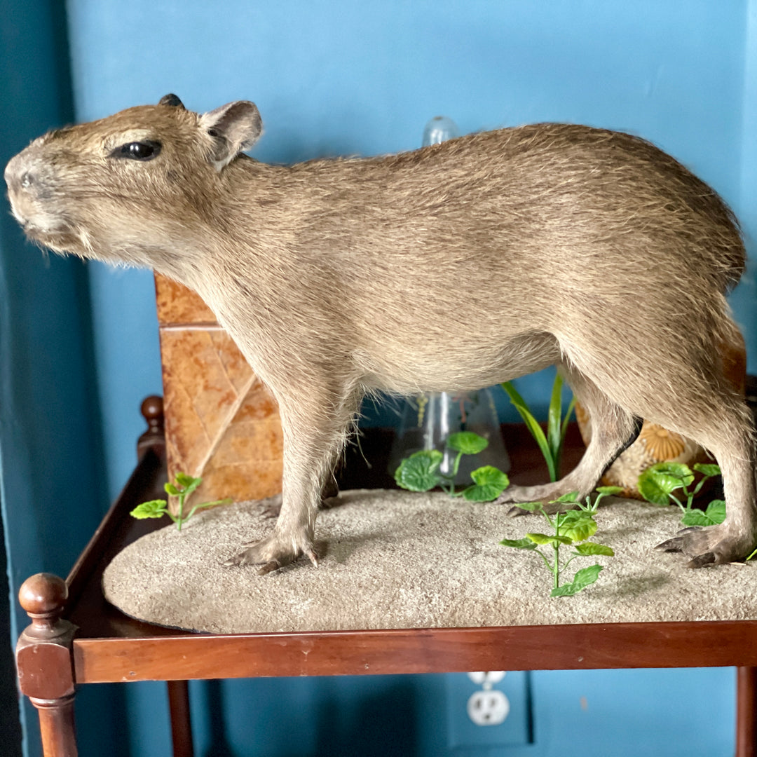 Taxidermy - Capybara - Hydrochoerus Hydrochaerus - Natural Certified Death