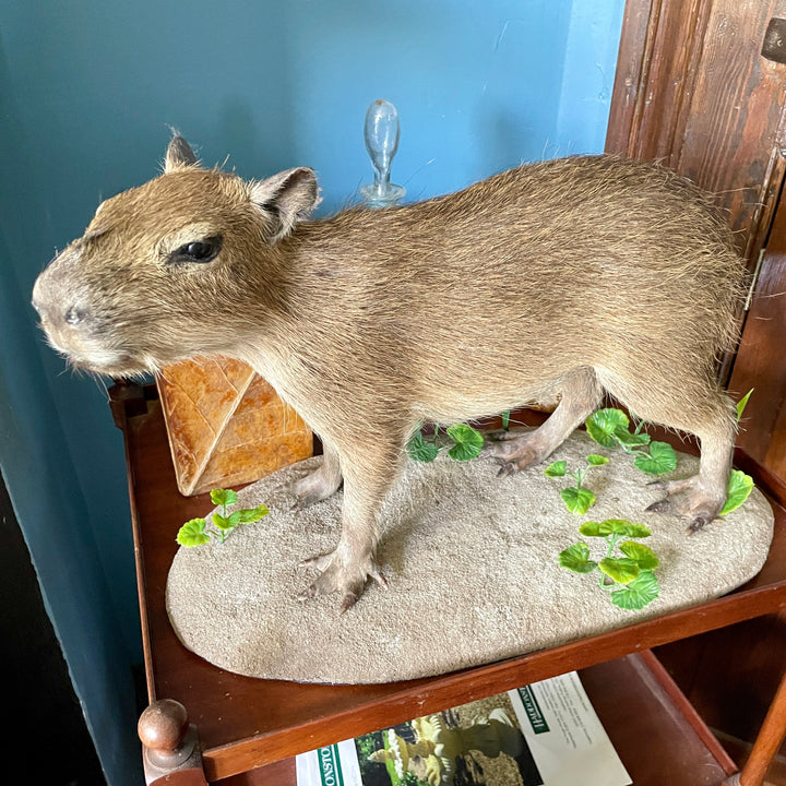 Taxidermy - Capybara - Hydrochoerus Hydrochaerus - Natural Certified Death