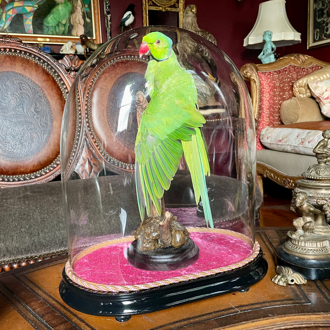 Taxidermy - Green - Rose-Ringed Parakeet - 19th Century Cloche - Ringneck Parrot - Kramer Parrot