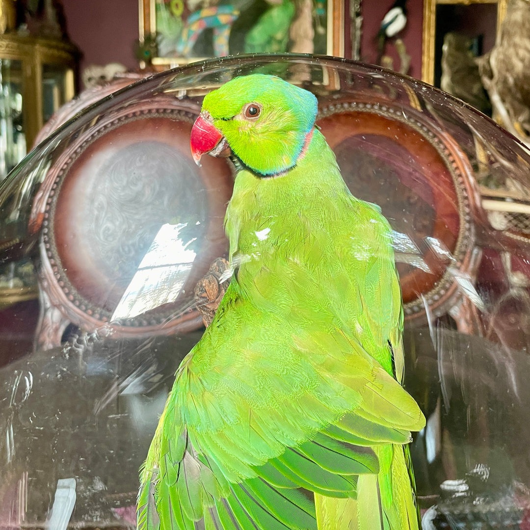 Taxidermy - Green - Rose-Ringed Parakeet - 19th Century Cloche - Ringneck Parrot - Kramer Parrot