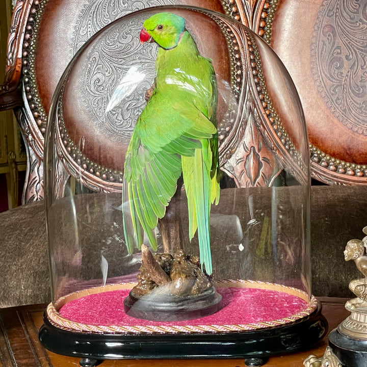 Taxidermy - Green - Rose-Ringed Parakeet - 19th Century Cloche - Ringneck Parrot - Kramer Parrot