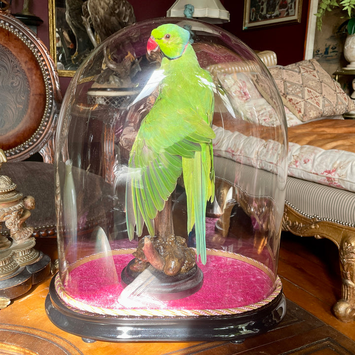 Taxidermy - Green - Rose-Ringed Parakeet - 19th Century Cloche - Ringneck Parrot - Kramer Parrot