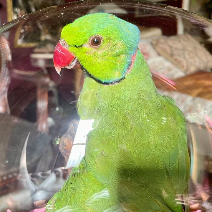 Taxidermy - Green - Rose-Ringed Parakeet - 19th Century Cloche - Ringneck Parrot - Kramer Parrot