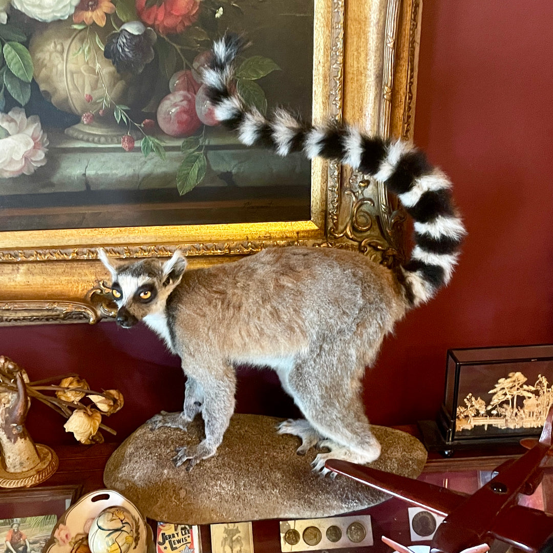 Taxidermy - Ring Tailed Lemur - Lemur Catta - Lemur Mounted Upright