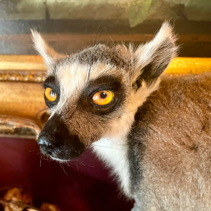 Taxidermy - Ring Tailed Lemur - Lemur Catta - Lemur Mounted Upright