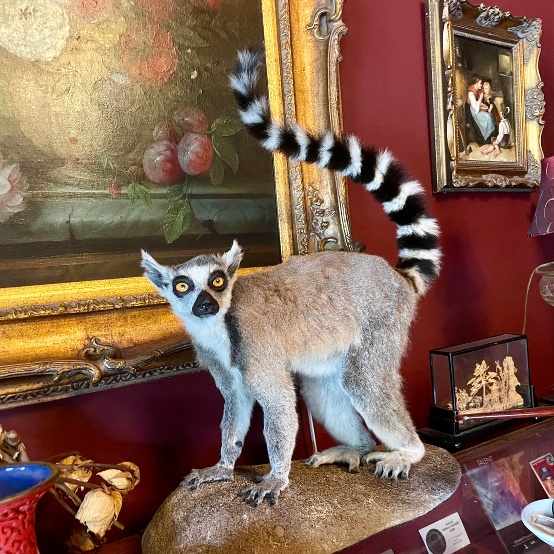 Taxidermy - Ring Tailed Lemur - Lemur Catta - Lemur Mounted Upright