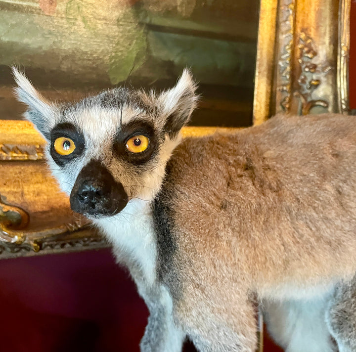 Taxidermy - Ring Tailed Lemur - Lemur Catta - Lemur Mounted Upright