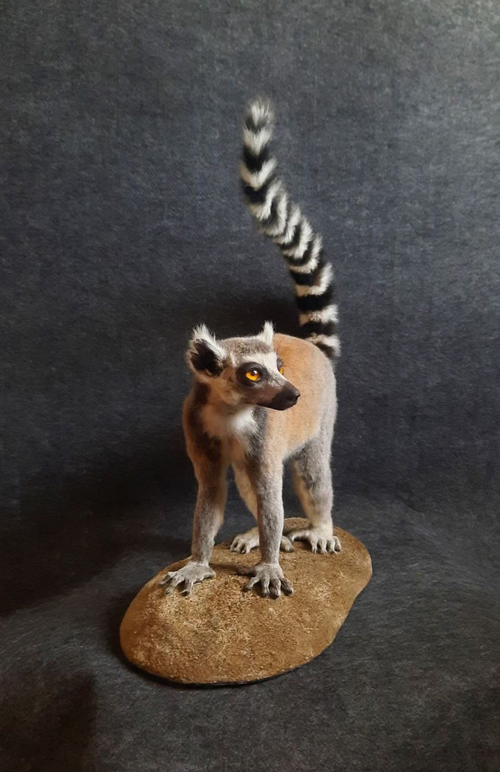 Taxidermy - Ring Tailed Lemur - Lemur Catta - Lemur Mounted Upright