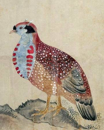 The satyr tragopan also known as the crimson horned pheasant, is a pheasant found in the Himalayan reaches of India, Tibet, Nepal and Bhutan. 